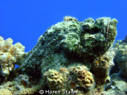 Beauty kills :)
Devil Scorpionfish by Horen Stalbe 